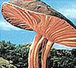 Kinokuragesu