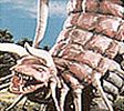 Kumagorus