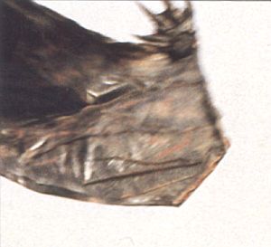 Vampire Bat wing