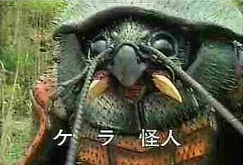 Mole Cricket Creature - picture courtesy of Basri Ispandi