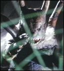 monster 19